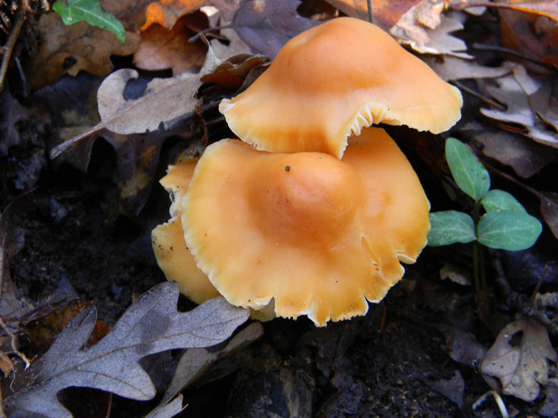 Camarophyllus pratensis fotog .il28.12.2010.