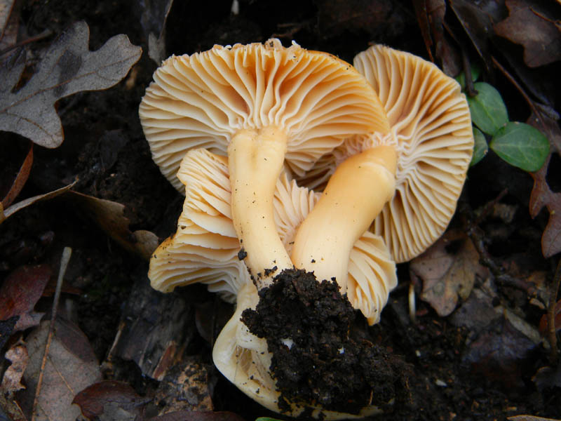 Camarophyllus pratensis fotog .il28.12.2010.