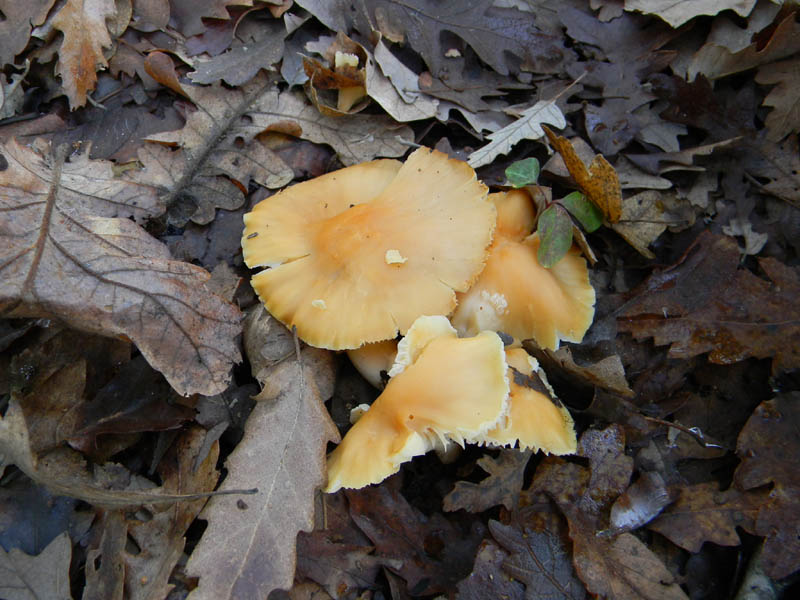 Camarophyllus pratensis fotog .il28.12.2010.