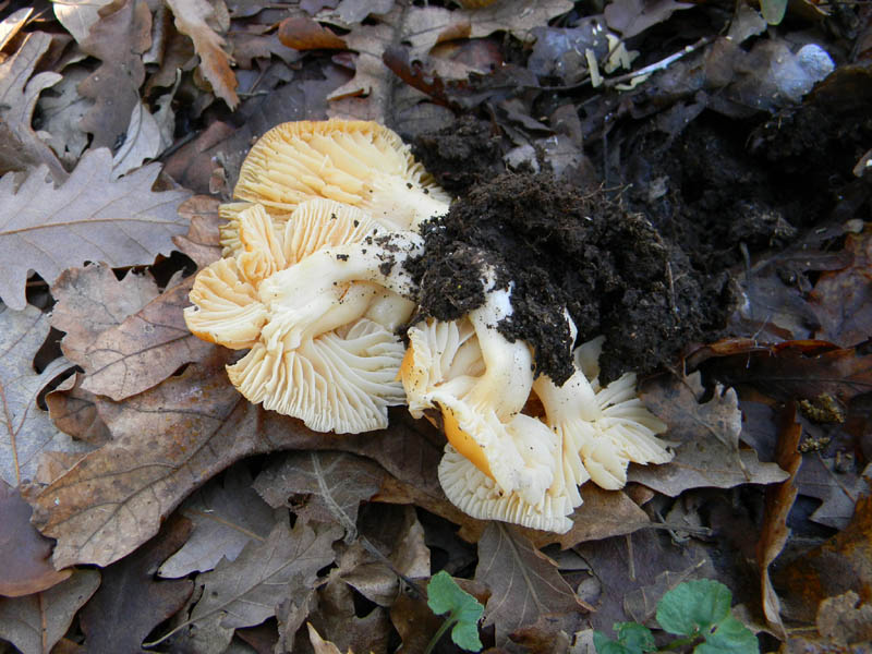 Camarophyllus pratensis fotog .il28.12.2010.