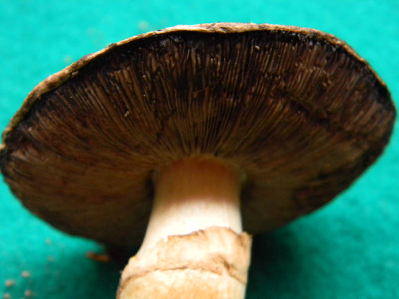 Agaricus arvensis s.l. -  fotog. il 28.12.2010.