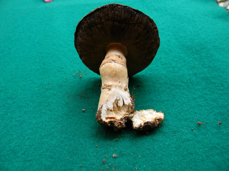 Agaricus arvensis s.l. -  fotog. il 28.12.2010.