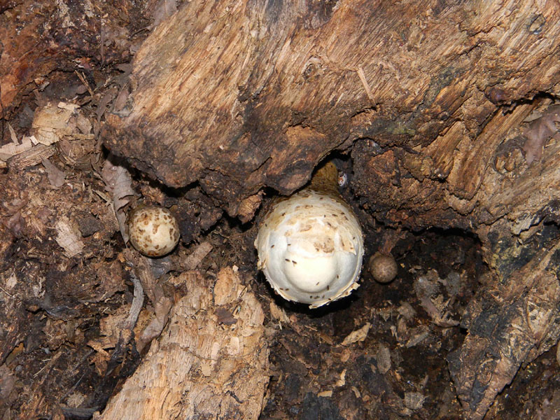 Ritrovamenti del 19.07.2011.bosco di Quercia
