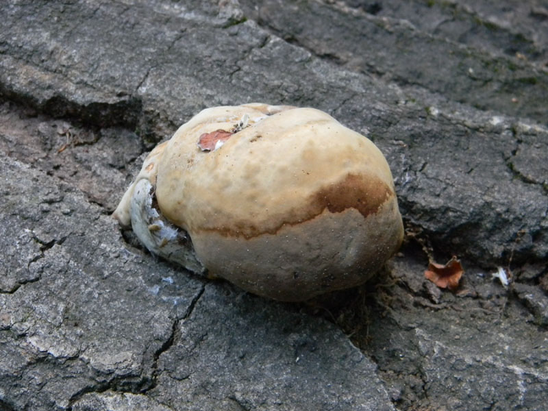 19.07.2011.bosco di Quercia (Aurantiporus fissilis)