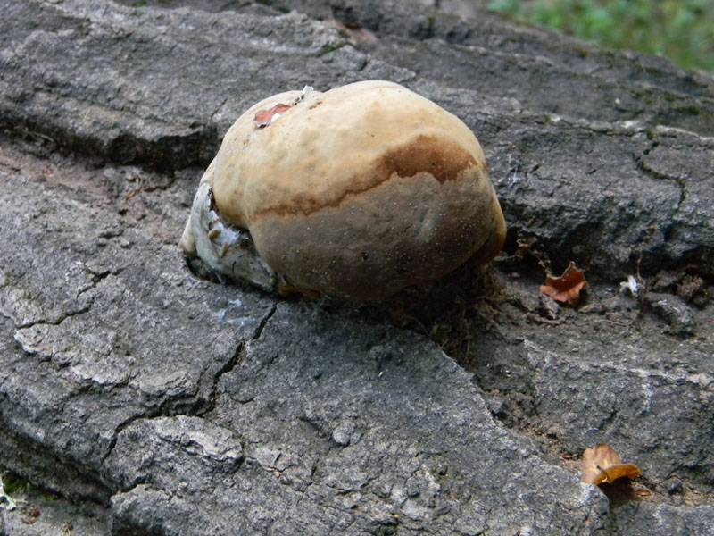 19.07.2011.bosco di Quercia (Aurantiporus fissilis)