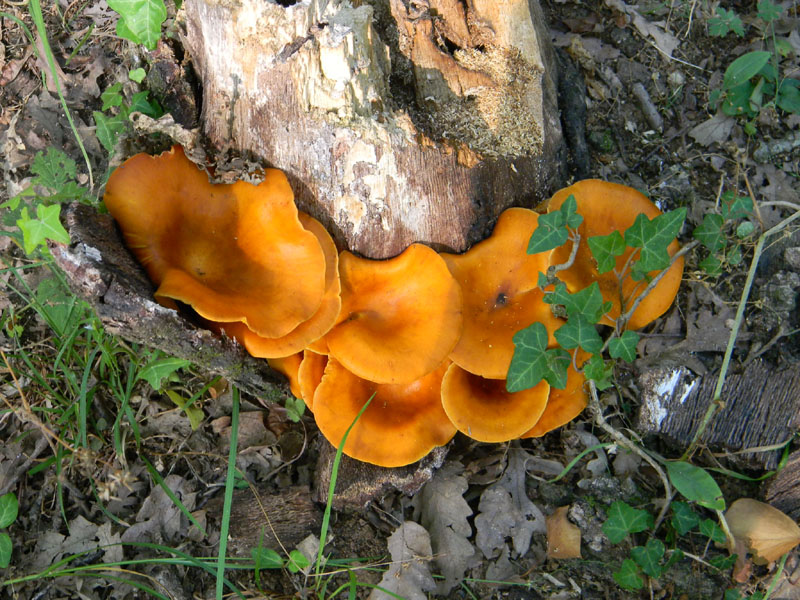 Ritrovamenti del 19.07.2011.bosco di Quercia