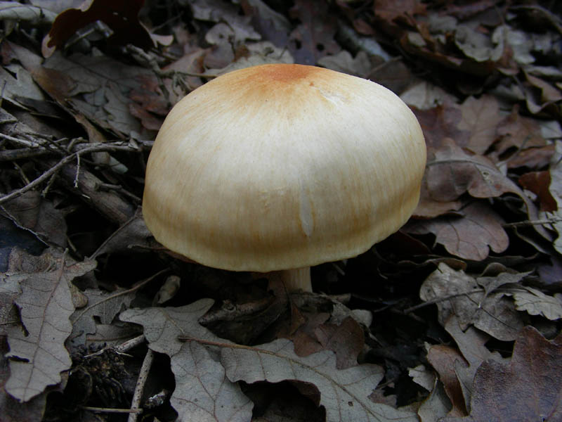 Due Hygrophorus vecchi ritrovamenti
