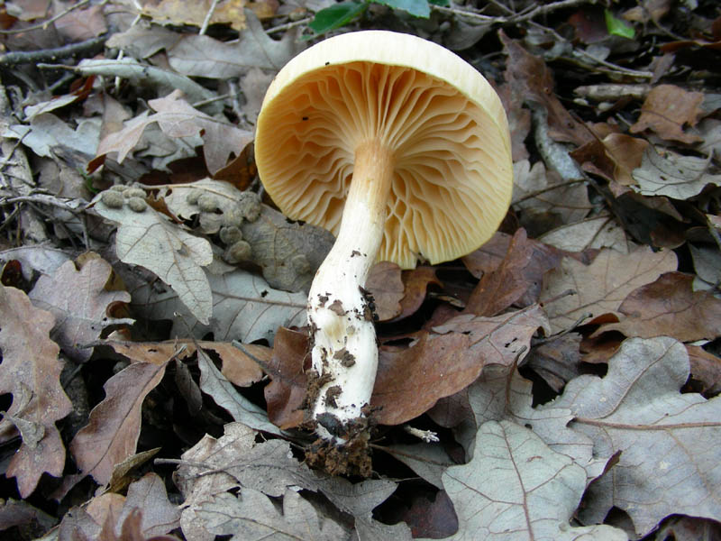 Due Hygrophorus vecchi ritrovamenti