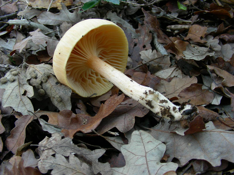 Due Hygrophorus vecchi ritrovamenti