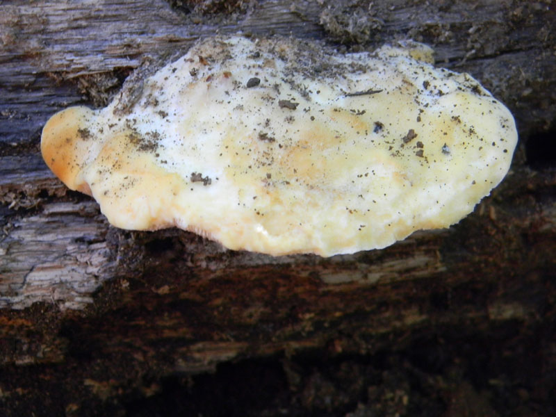 19.07.2011.bosco di Quercia (Aurantiporus fissilis)