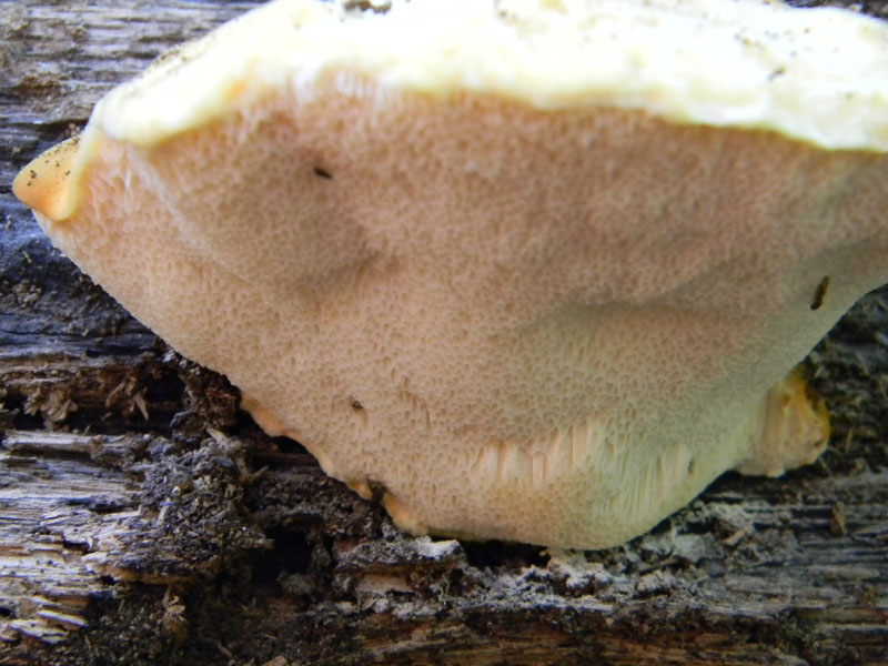 19.07.2011.bosco di Quercia (Aurantiporus fissilis)