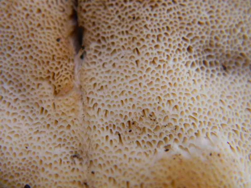 19.07.2011.bosco di Quercia (Aurantiporus fissilis)