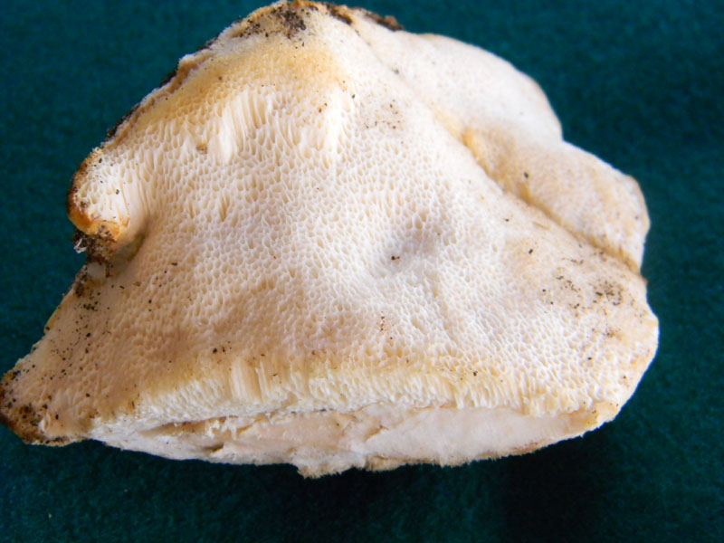 19.07.2011.bosco di Quercia (Aurantiporus fissilis)