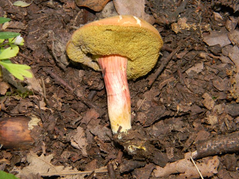 6) Fotografati il giorno 8.06.2012. sotto Quercia