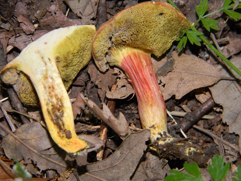 6) Fotografati il giorno 8.06.2012. sotto Quercia