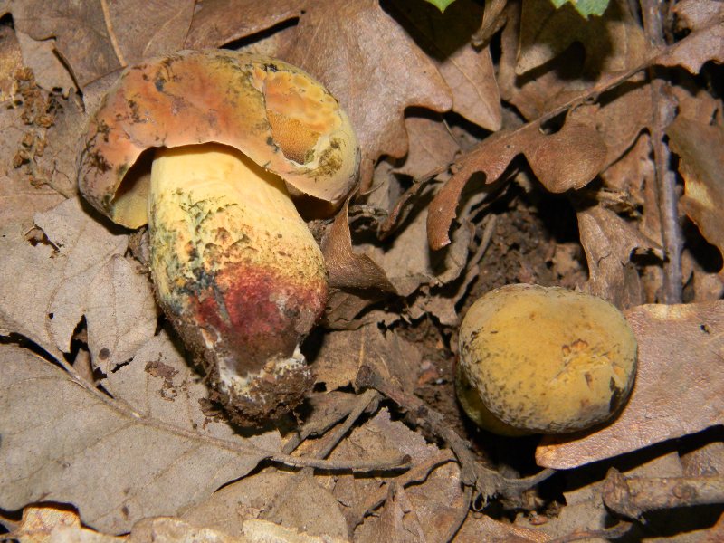 4) Fotografati il giorno 8.06.2012. sotto Quercia