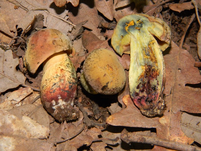 4) Fotografati il giorno 8.06.2012. sotto Quercia