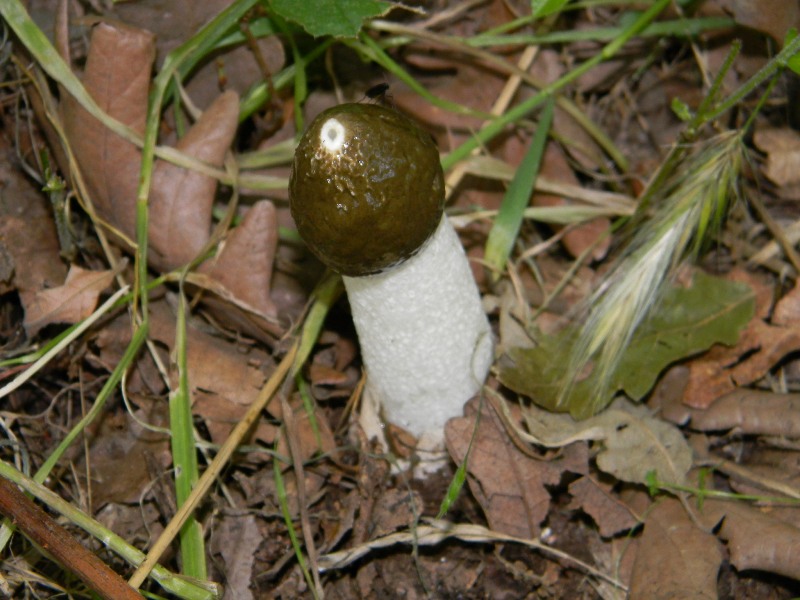 6) Fotografati il giorno 8.06.2012. sotto Quercia