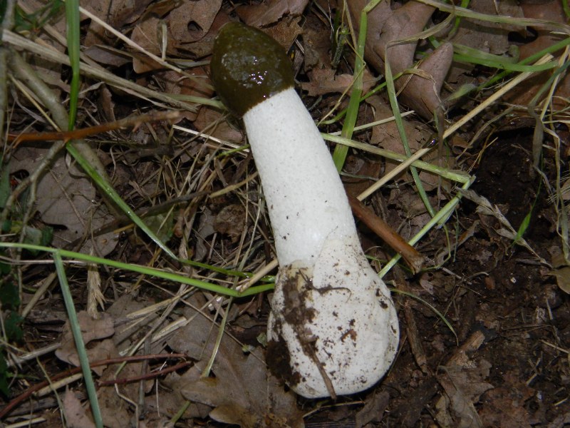 6) Fotografati il giorno 8.06.2012. sotto Quercia