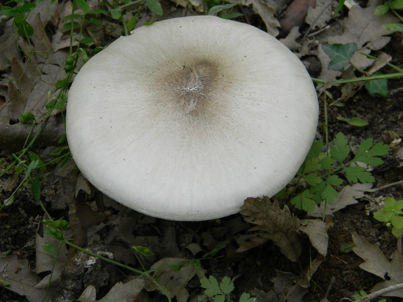 4) Fotografati il giorno 8.06.2012. sotto Quercia