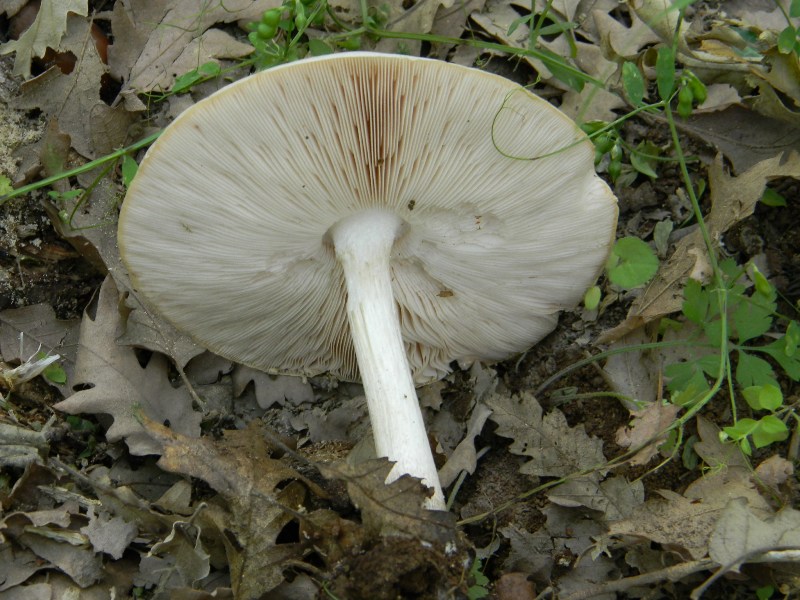 4) Fotografati il giorno 8.06.2012. sotto Quercia