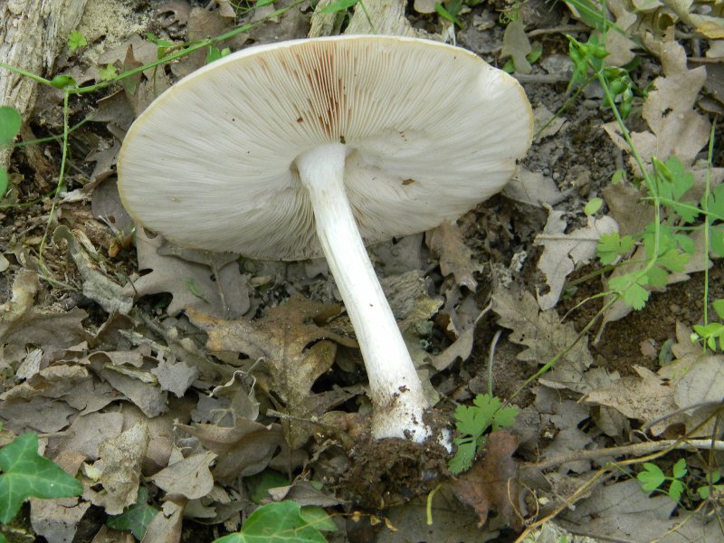 4) Fotografati il giorno 8.06.2012. sotto Quercia