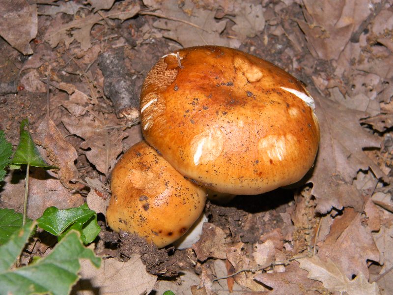 5) Fotografati  il 9.06.2012. sotto Quercia