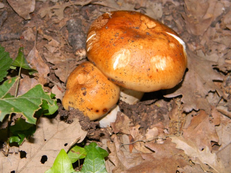 5) Fotografati  il 9.06.2012. sotto Quercia