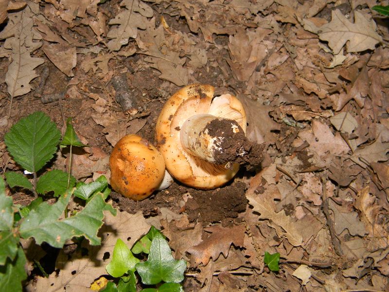 5) Fotografati  il 9.06.2012. sotto Quercia