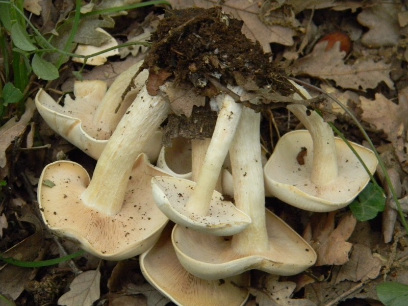 5) Fotografati  il 9.06.2012. sotto Quercia