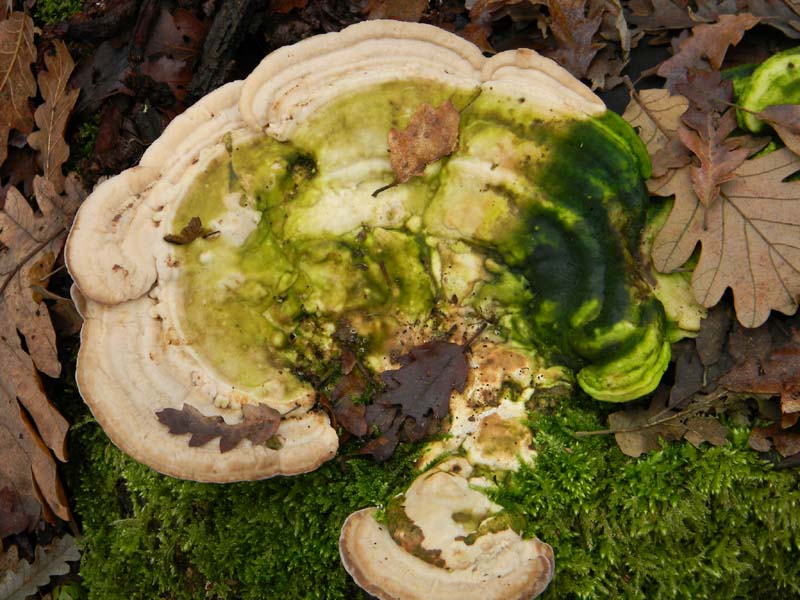 Trovati il 7.1.2011.bosco di Quercia (Trametes gibbosa)