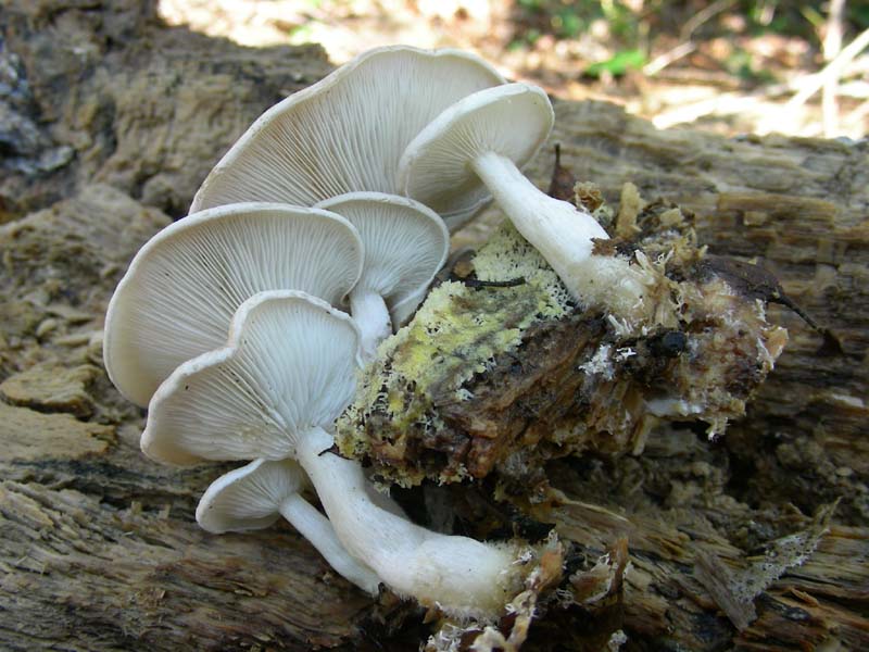Altro ritrovamento del 18.01.2011.su tronco morto di Quercia