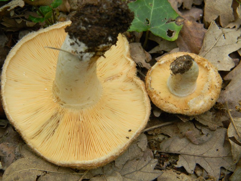 7) Fotografati il9.06.2012. sotto Quercia