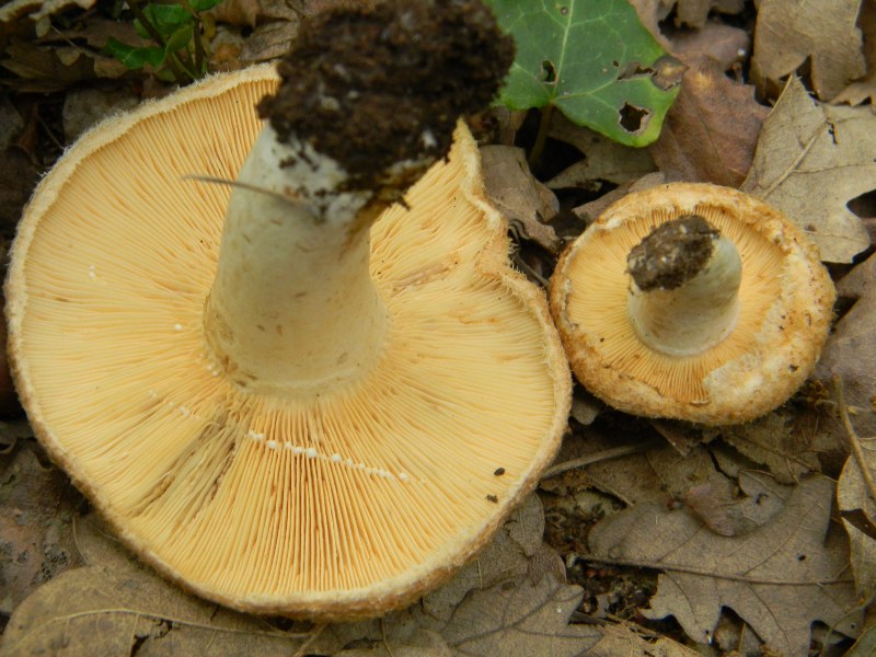 7) Fotografati il9.06.2012. sotto Quercia