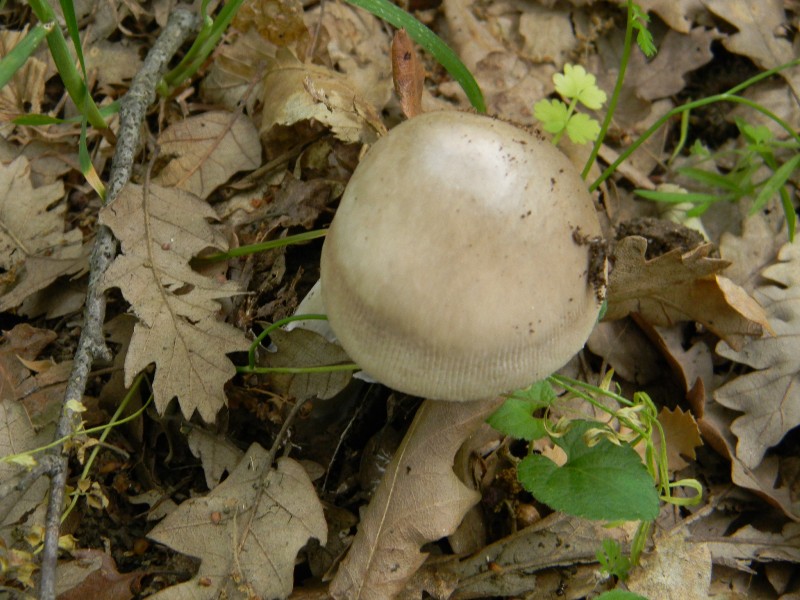 7) Fotografati il9.06.2012. sotto Quercia