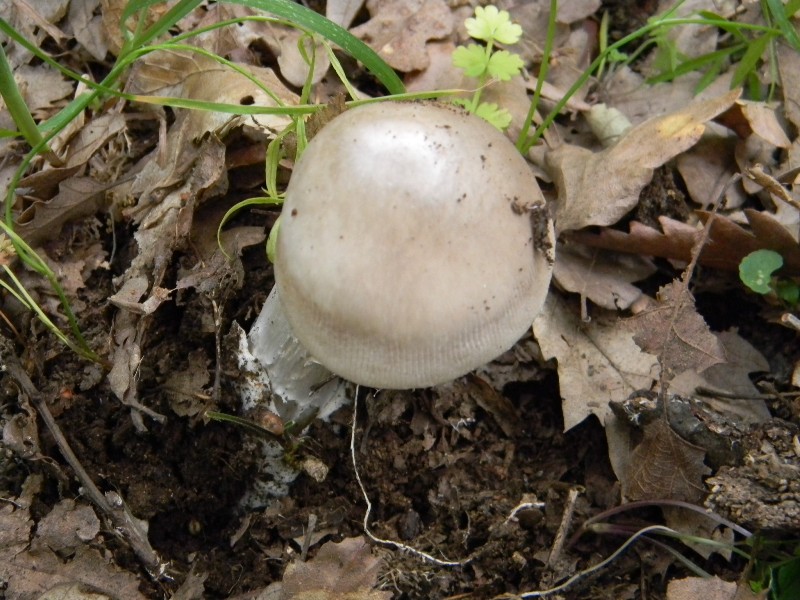 7) Fotografati il9.06.2012. sotto Quercia