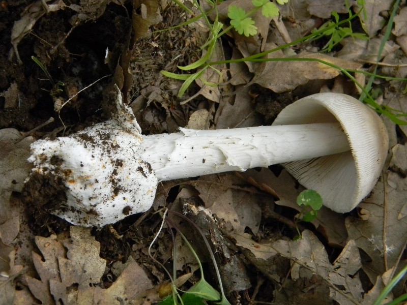 7) Fotografati il9.06.2012. sotto Quercia