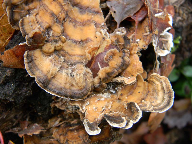 Trovati il 7.1.2011.bosco di Quercia (Trametes gibbosa)