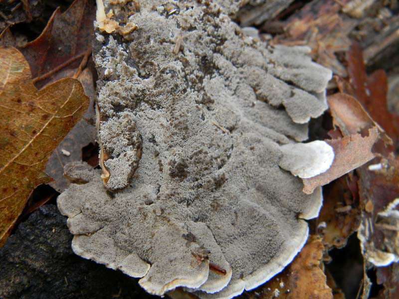 Trovati il 7.1.2011.bosco di Quercia (Trametes gibbosa)