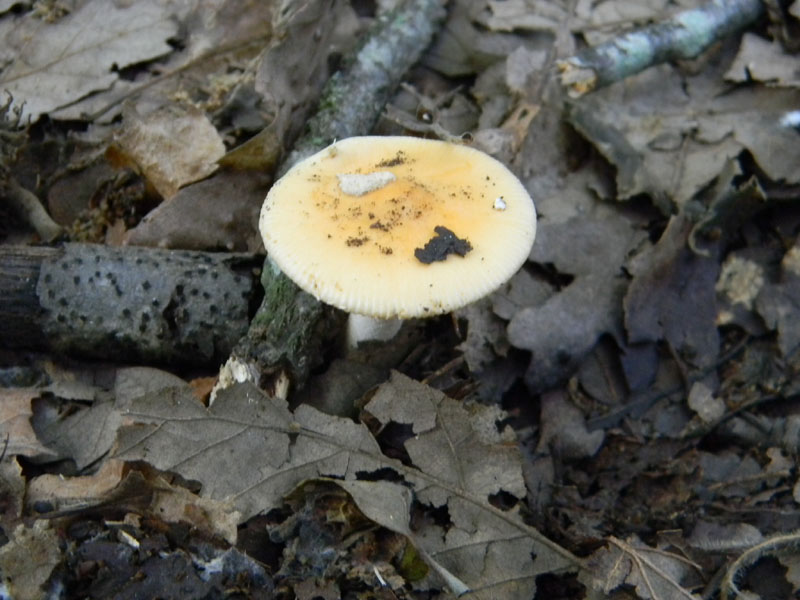 1)Ritrovamenti del 29.07.2011.sotto Quercia