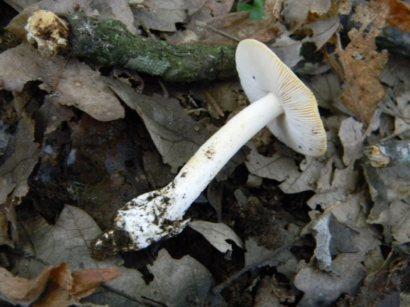 1)Ritrovamenti del 29.07.2011.sotto Quercia