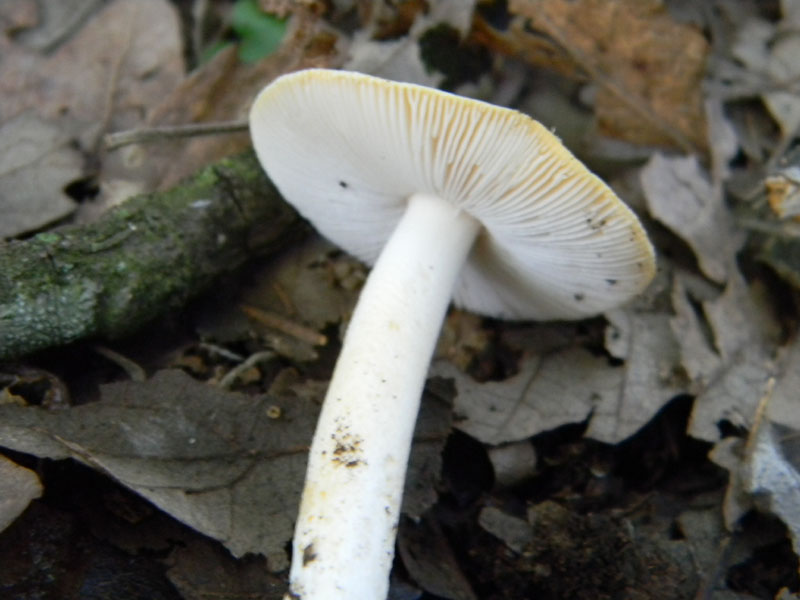 1)Ritrovamenti del 29.07.2011.sotto Quercia