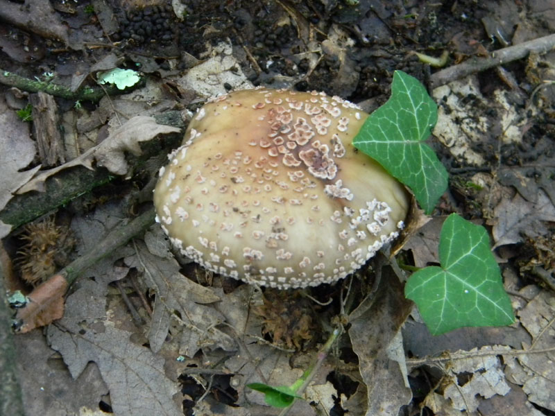 1)Ritrovamenti del 29.07.2011.sotto Quercia
