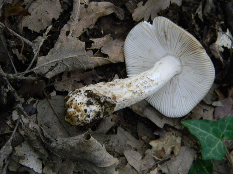 1)Ritrovamenti del 29.07.2011.sotto Quercia