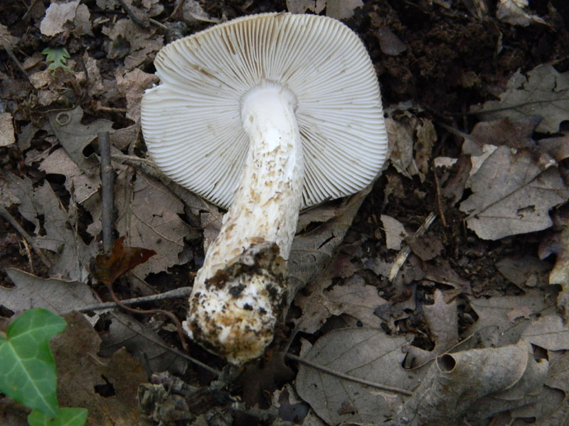 1)Ritrovamenti del 29.07.2011.sotto Quercia