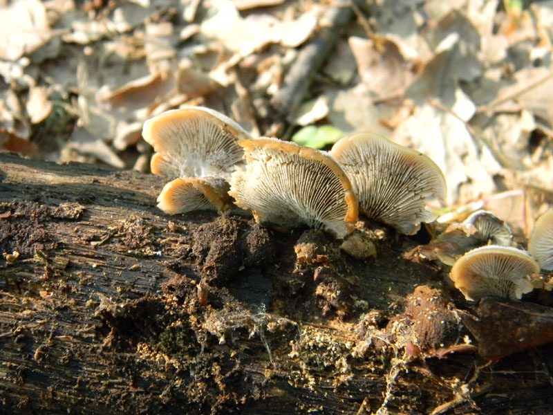 1)Ritrovamenti del 29.07.2011.sotto Quercia