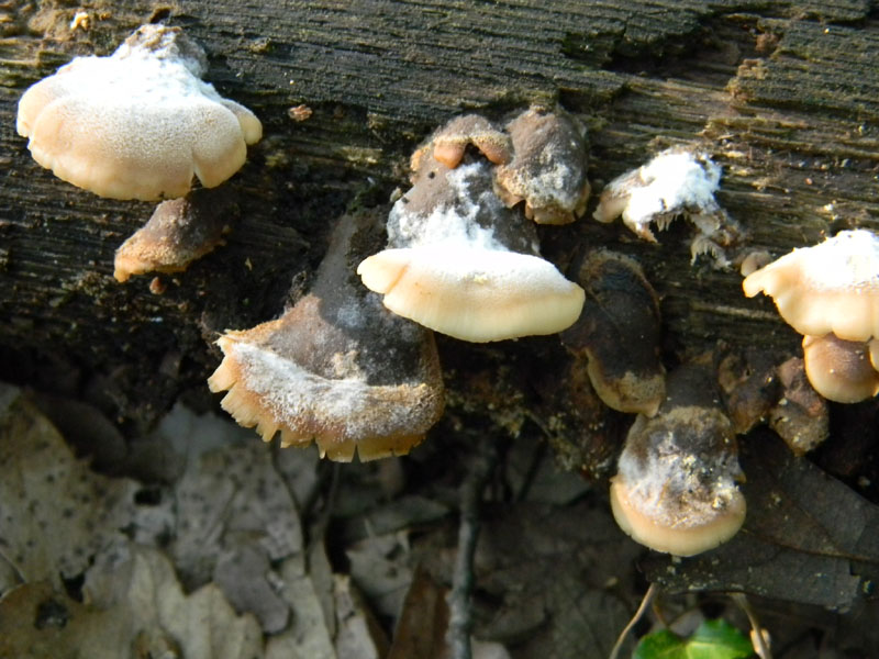 1)Ritrovamenti del 29.07.2011.sotto Quercia