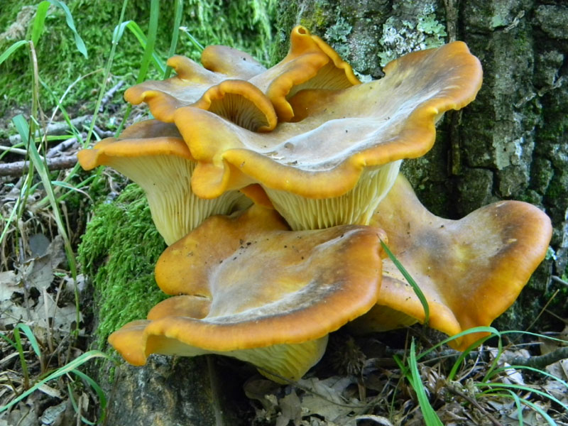 2�gruppo fotog.il 29.07.2011.sotto Quercia