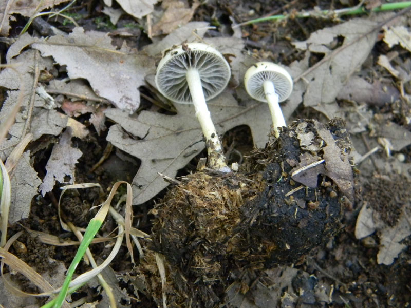 2�gruppo fotog.il 29.07.2011.sotto Quercia