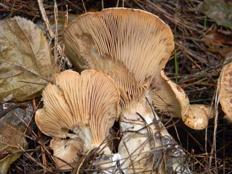 Altro ritrovamento 11.01.2011.in pessime codizioni